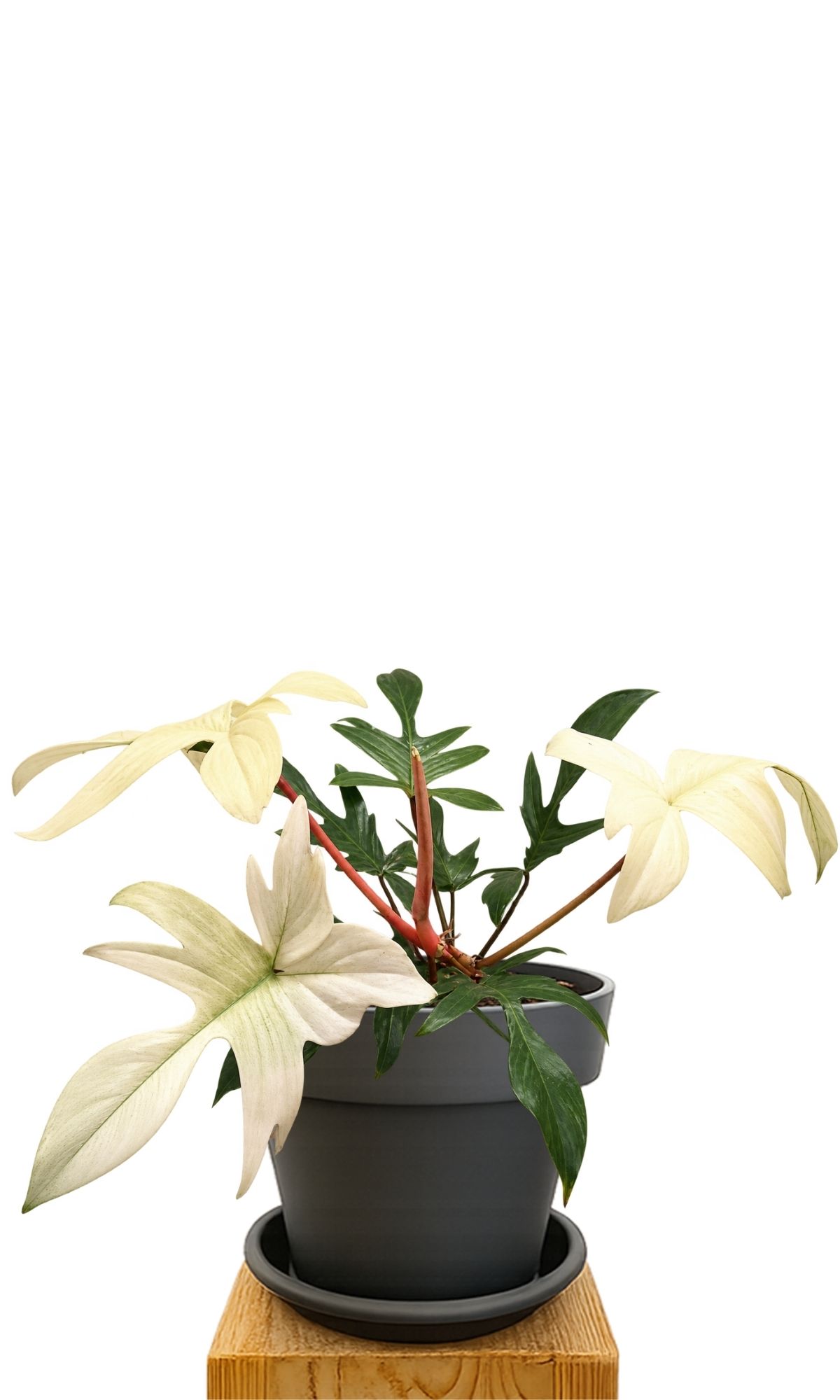 Plant kit 30 Anthracite